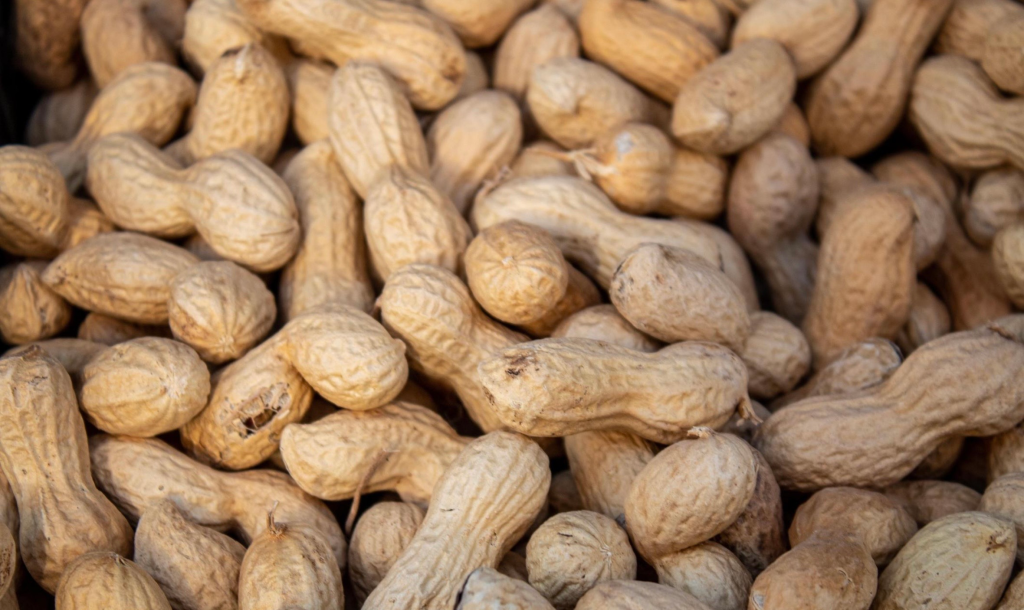 GROUNDNUT screenshot