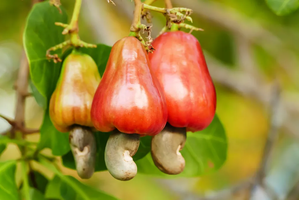 cashew-nuts img 8285